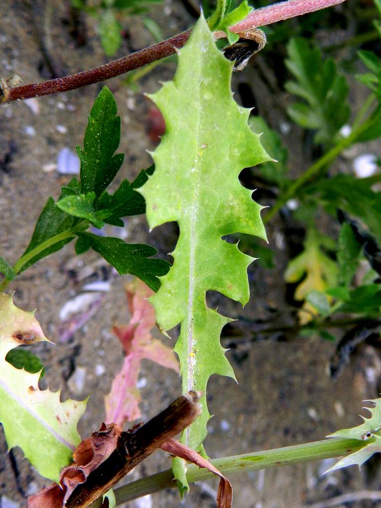 Asteraceae Sonchus sp.